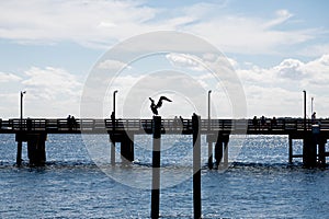 Sillouette of Pelican and Pier