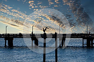 Sillouette of Pelican at Sunset