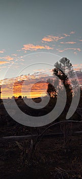 Sillouette of a pine tree at dusk photo