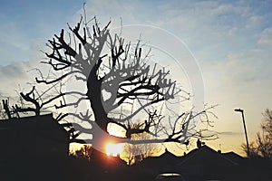 Sillouette of tree at sunrise photo