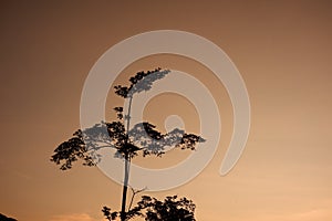 Silluette of tree in the afternoon