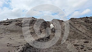 A silly and adorable white dog running down sand dune carrying a stick in her mouth. A goofy doggy gowing down sandy