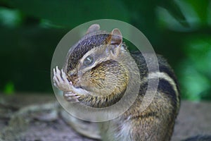 Silly Chipmunk with Hand Over Nose - family: Sciuridae photo
