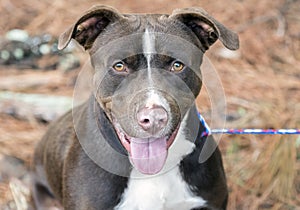 Silly Chocolate Lab Pitbull mutt outside on leash looking at camera and panting