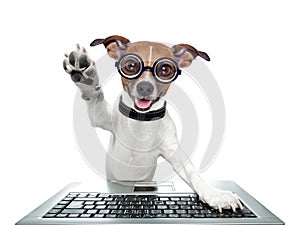 Silly computer dog
