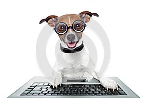Silly computer dog