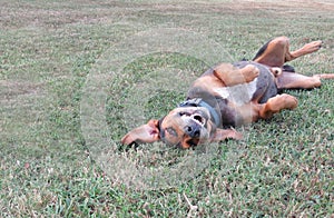 Silly dog playing rolling in grass