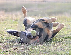 Silly dog playing with tennis ball rolling in grass