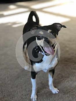 Silly Dog with Tongue out, standing on Carpet