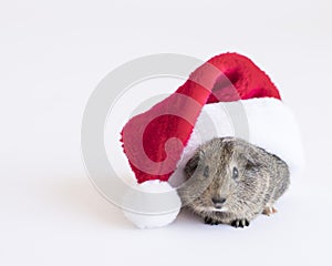 Silly furry Guinea pig crawls out from under a big red Santa hat on a white background with negative space