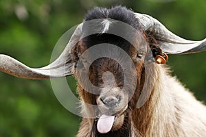 Silly Goat