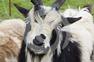 Silly Goat