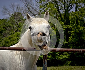 Silly horse looking at viewer