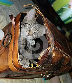 Silly Kitten Chewed Way into Wooden Box for a Place to Sleep