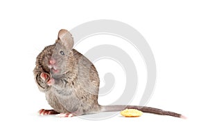 Silly mouse isolted on white