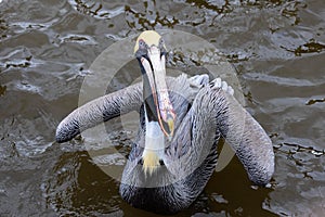 Silly Pelican In Water In Florida