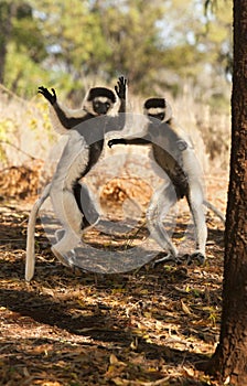 Silly Playful Dancing Sifaka Lemurs photo