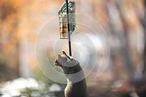 Silly pole climbing squirrel