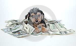 Silly Rich Morkie Puppy