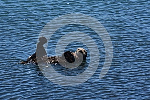 Silly Sea Otter Being Playful in the Pacific Ocean