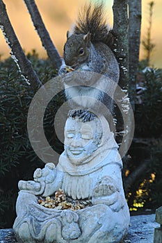 Silly Squirrel Sitting on St. Francis Head II