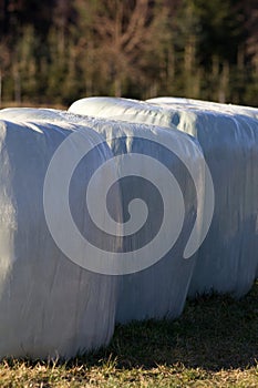 silo bales silage haylage foiled on field