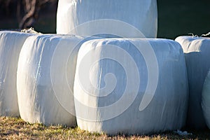 silo silage bales, haylage foiled on field