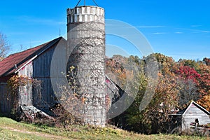 Silo with Vines Growing Up by Barn
