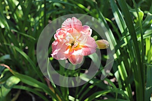 Siloam Olin Frazier. Luxury flower daylily in the garden close-up. The daylily is a flowering plant in the genus Hemerocallis.