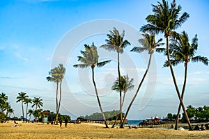 Siloso Beach with coconut trees at Sentosa Island, Singapore.
