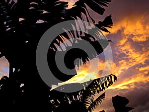Silouette of banana trees photo