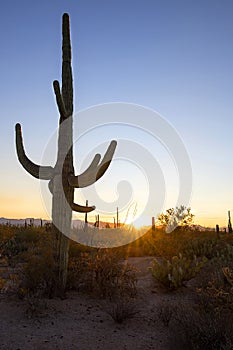 Silouette Of A Cactus At Sunset