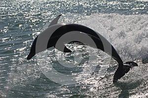 Silouette of a dolphin photo