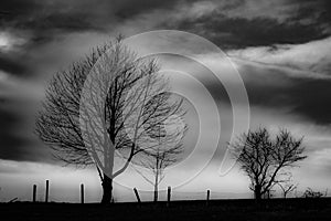 Silouette of a tree in a haunting white fog