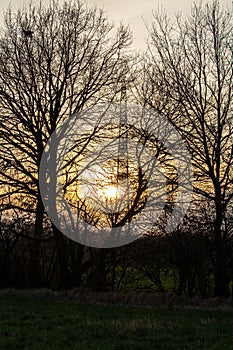 Silouette of a tree with orange yellow sky in the background