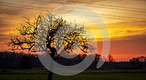 Silouette of a tree with orange yellow sky in the background