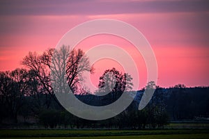 Silouette of trees with pink red sky in the background