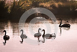 Silouettes of swans on a lake at sunset