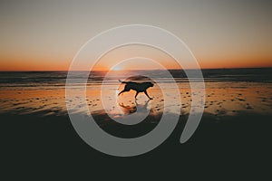 A silouhette of a happy labrador dog running on the beach during the sunset