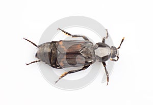Silphidae
