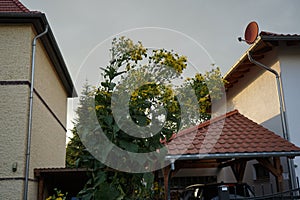 Silphium perfoliatum blooms with yellow flowers in September. Berlin, Germany