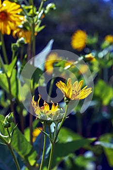 Silphium perfoliatum, the cup plant or cup-plant, is a species of flowering plant in the family Asteraceae, energy crop, silage,
