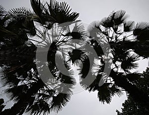 Siluate coconut tree photo