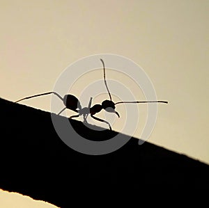 Siluet of ant at the sunset hjkak photo