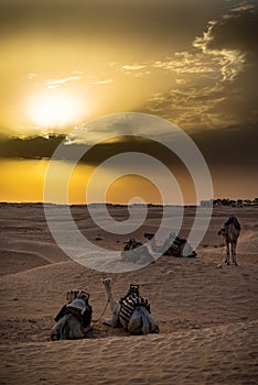 Siluetas de camellos en el desierto del Sahara