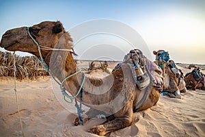 Siluetas de camellos en el desierto del Sahara photo