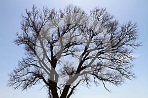 Siluette of the branches of a huge tree with the birds nest