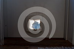 A siluette of a cat sitting outside a cat flap