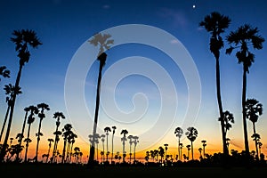 Siluette of sugar palm with sky in Twilight time