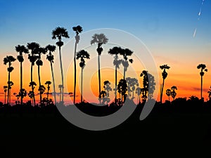 Siluette of sugar palm with sky in Twilight time